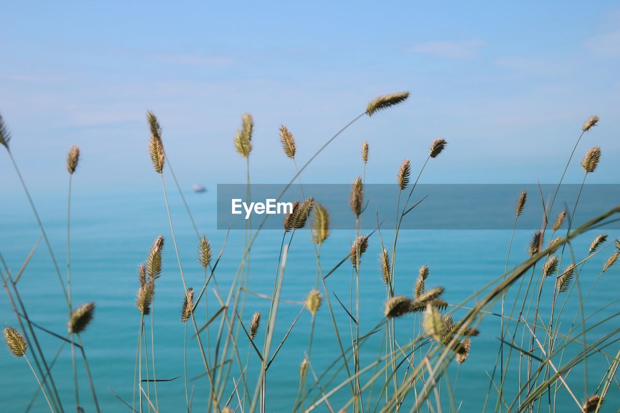 Close-up of plants by sea against sky