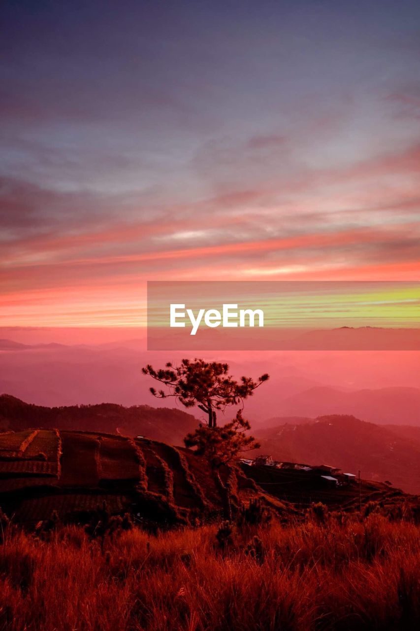 TREES ON LANDSCAPE AGAINST SKY AT SUNSET