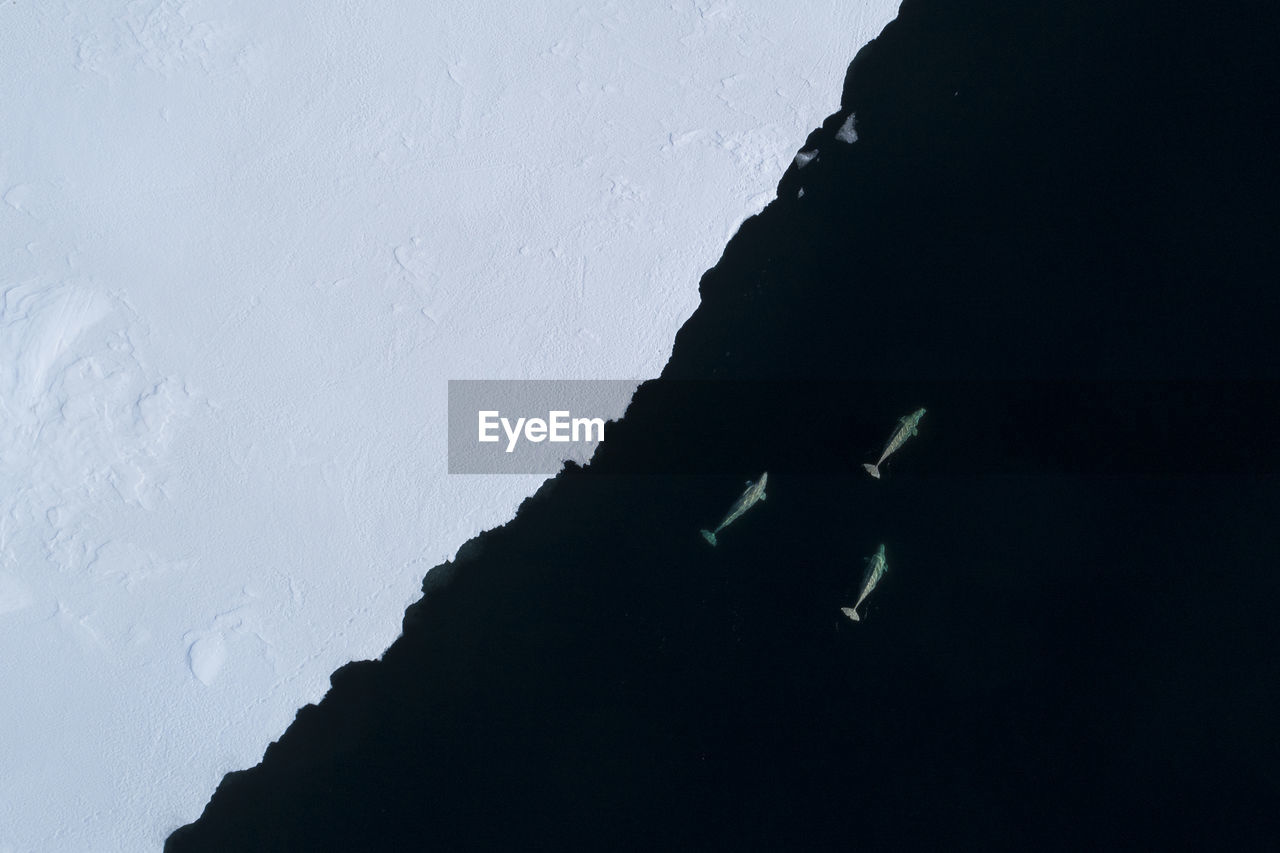 Beluga whales feeding at the ice edge on svalbard, the arctic.