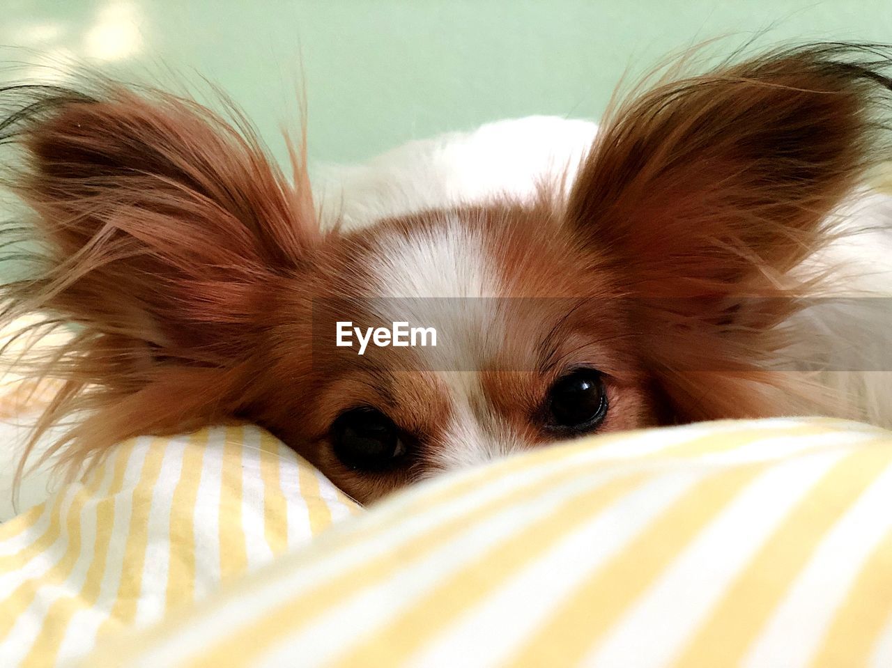 CLOSE-UP PORTRAIT OF DOG LYING ON BED