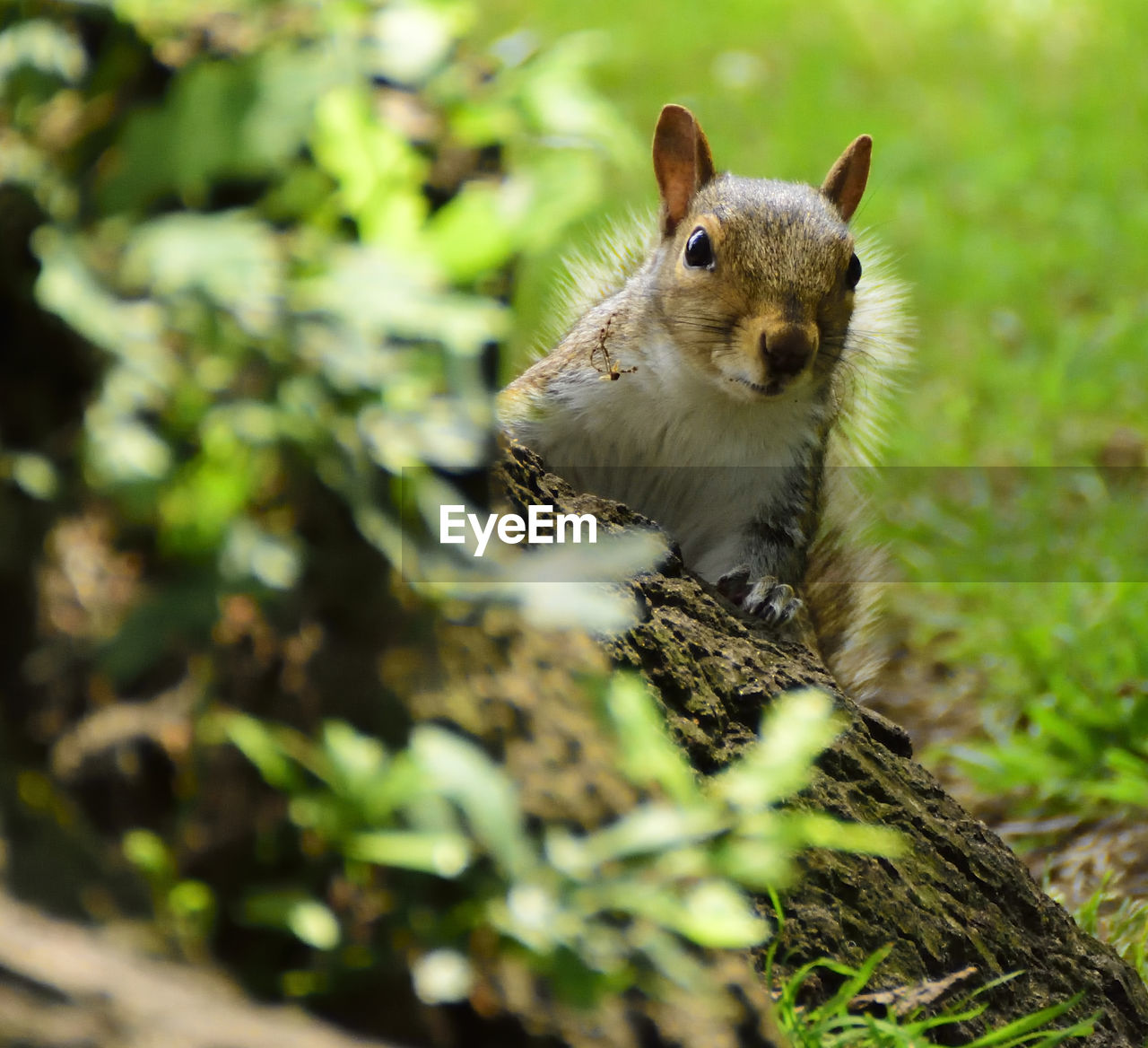 PORTRAIT OF SQUIRREL ON TREE