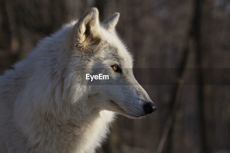 Side view of arctic wolf | ID: 84735320