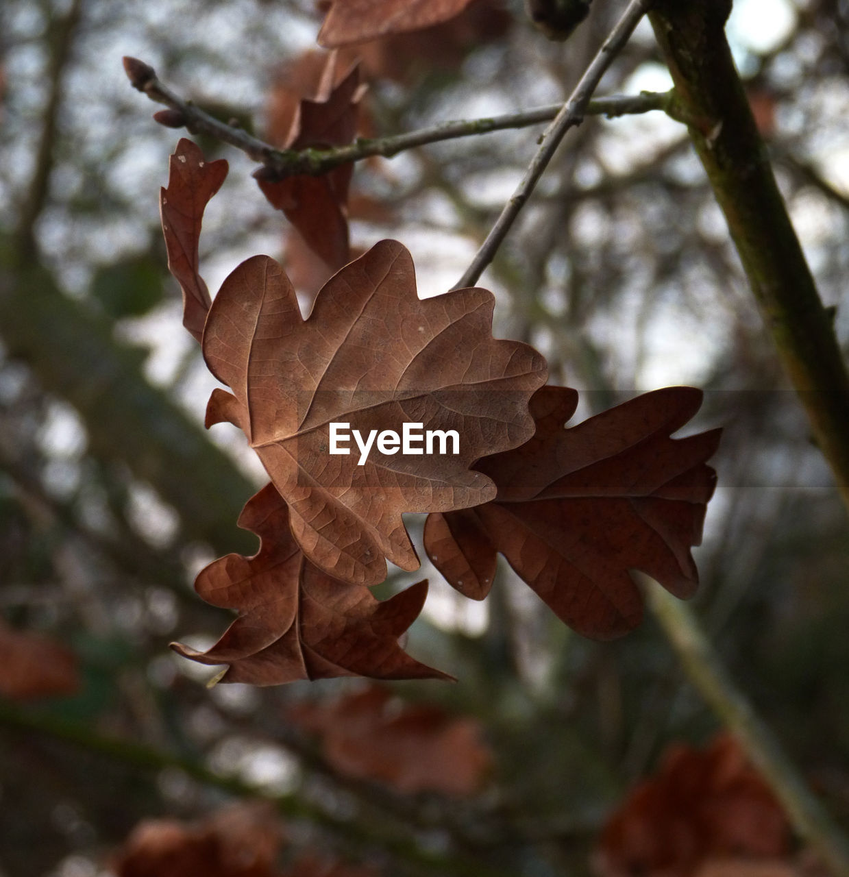 CLOSE-UP OF MAPLE LEAVES ON TWIG