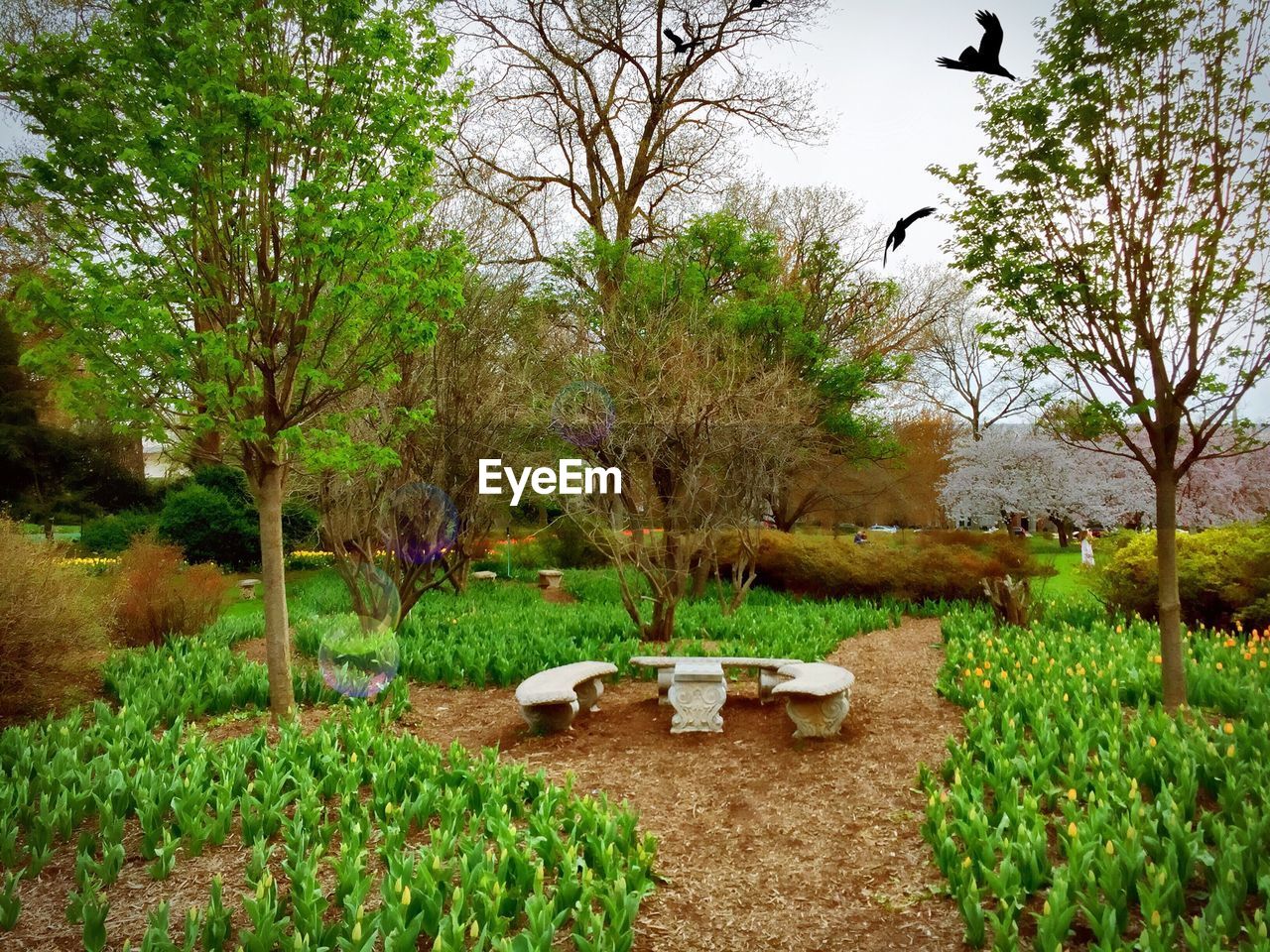Empty benches in formal garden