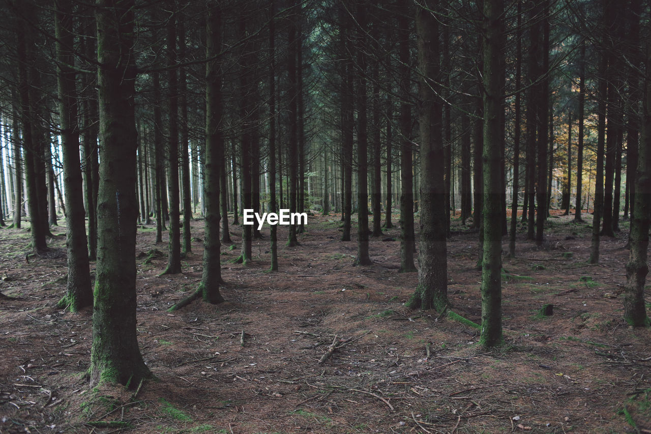 Trees growing in forest against sky