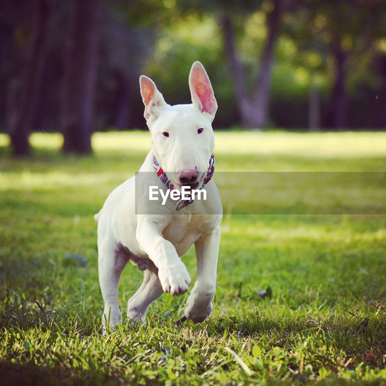 Portrait of dog running on grassy field