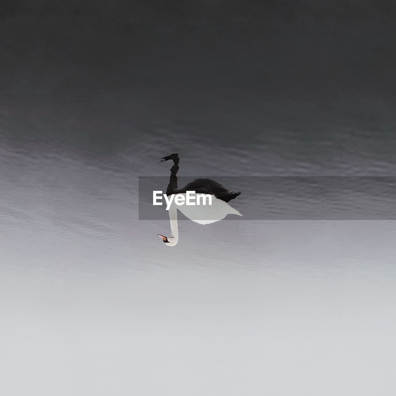 Upside down image of swan swimming in lake