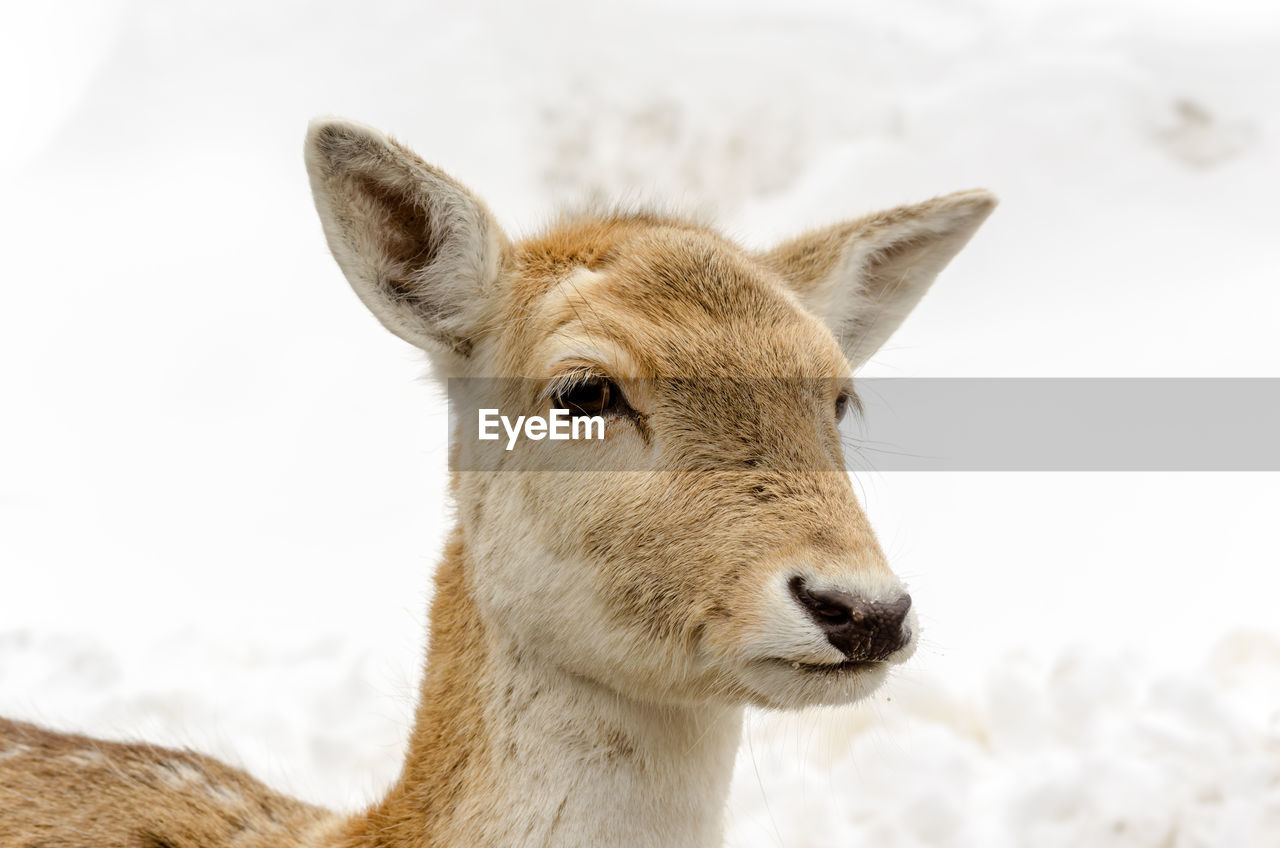 CLOSE-UP PORTRAIT OF DEER
