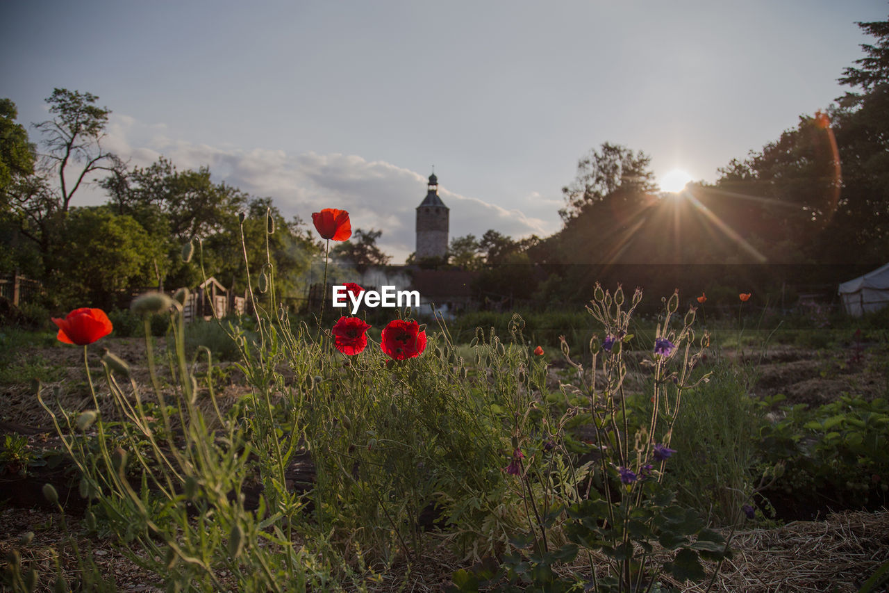POPPY FLOWERS GROWING IN FIELD