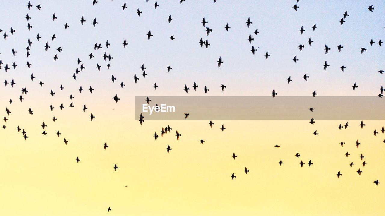 Low angle view of flock of birds flying in colorful sky