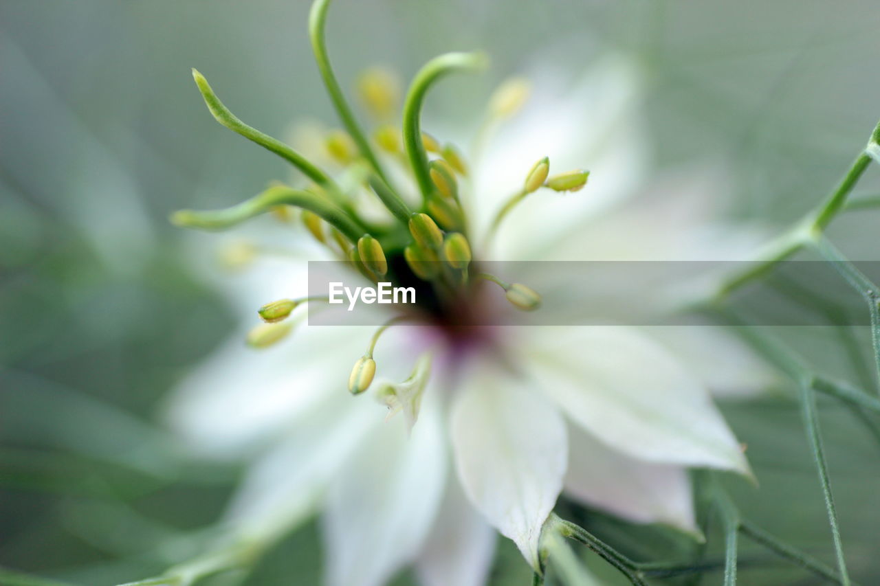 Close-up of white nigella sativa flower 