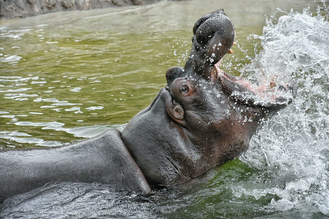 Hippo Zoo Wildlands Emmen Water Splash Animal Eyeem