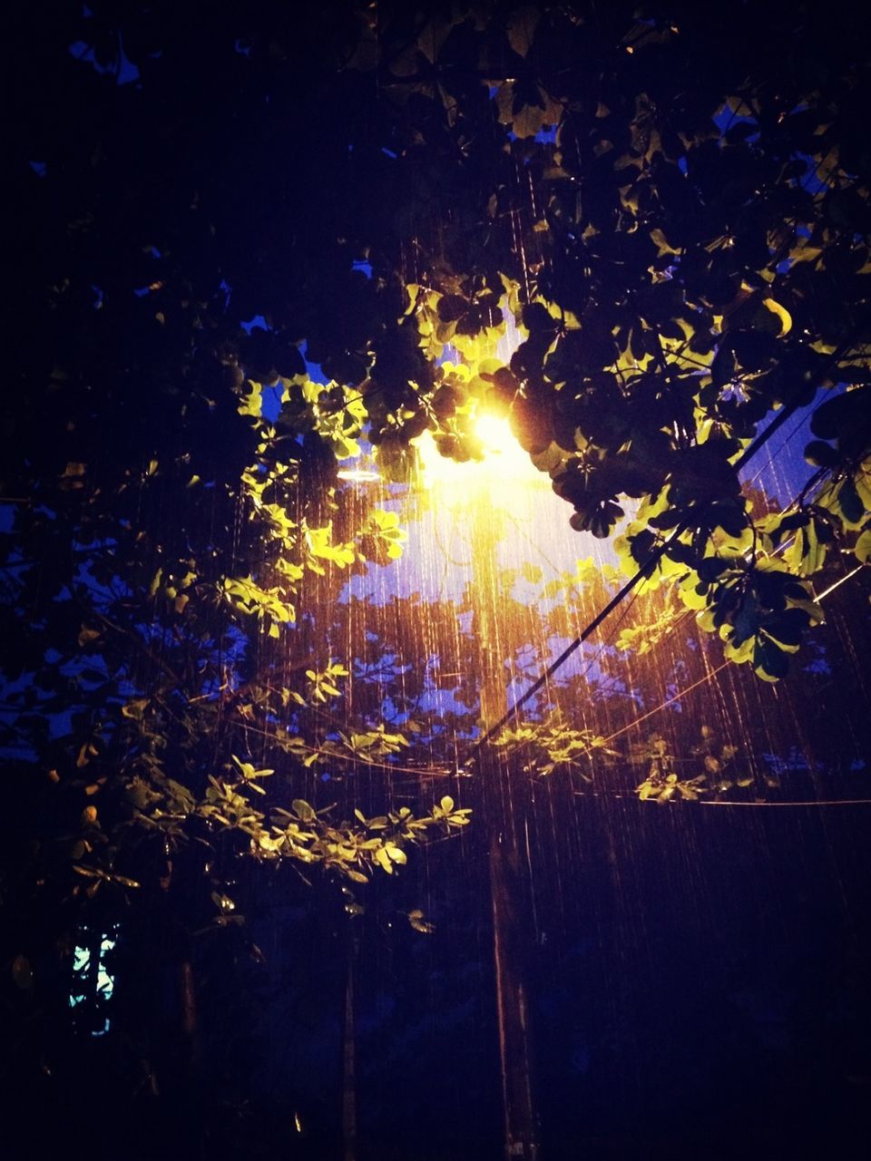 Illuminated street light behind branches during rainy season
