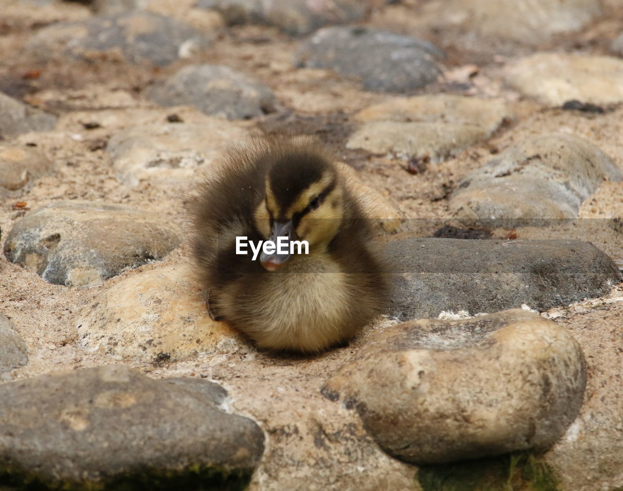 Close-up of duckling on rock