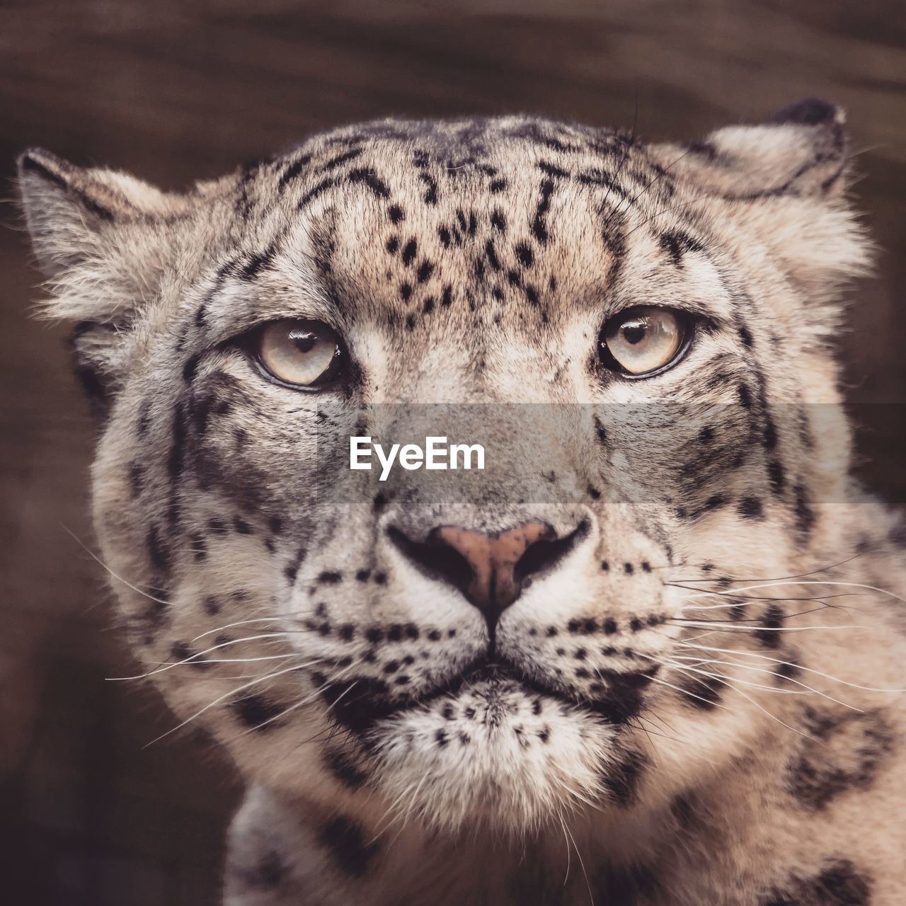 Snow Leopard Wildlife Portrait Cat Face Zoo Animals On Eyeem