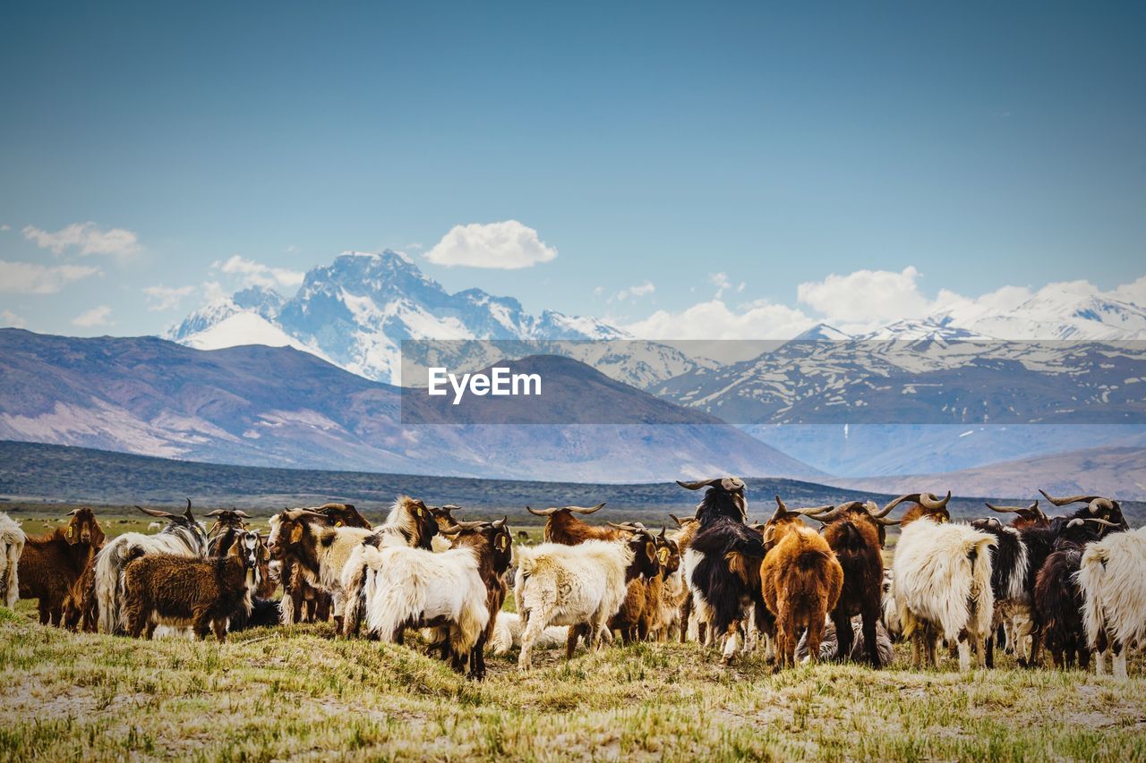 Goats standing on grassy field by mountains against sky