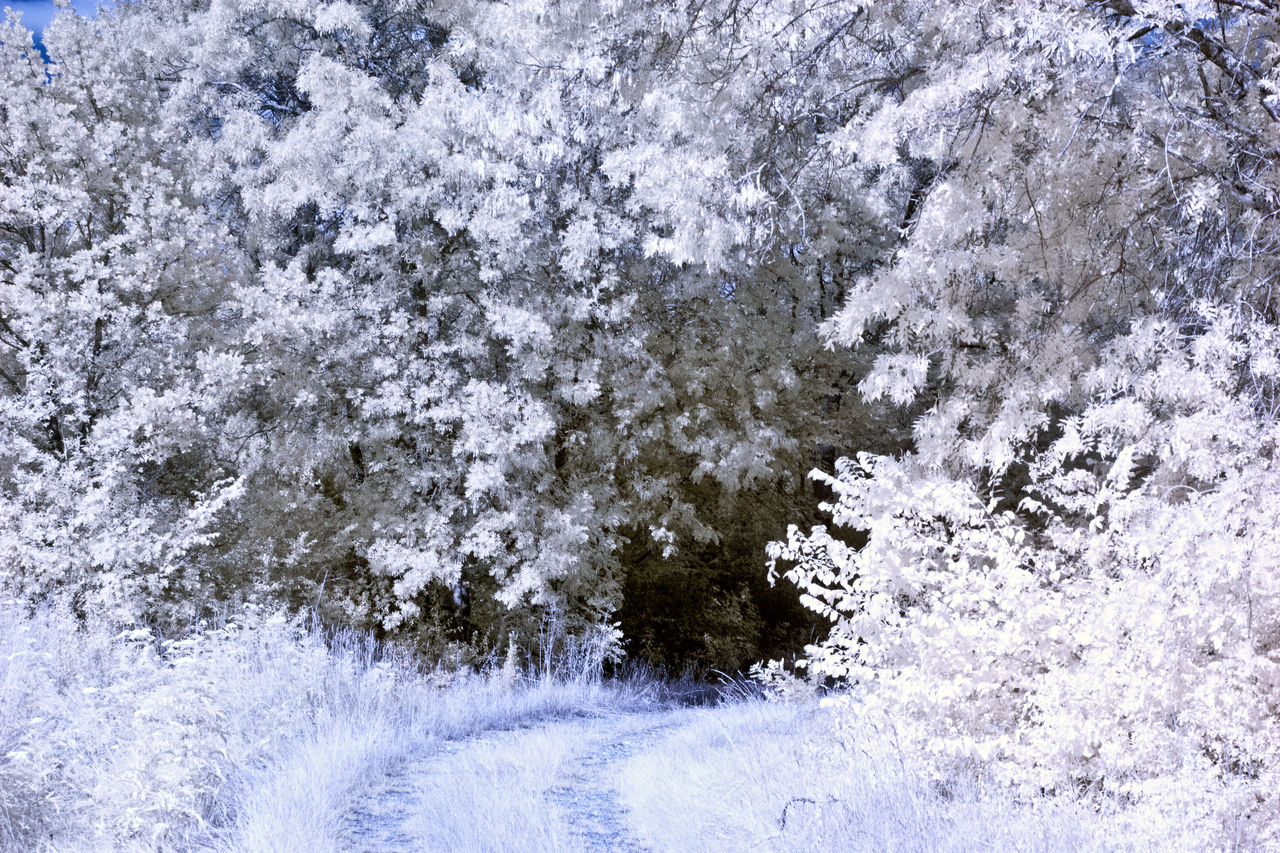 FULL FRAME SHOT OF SNOW COVERED PLANTS