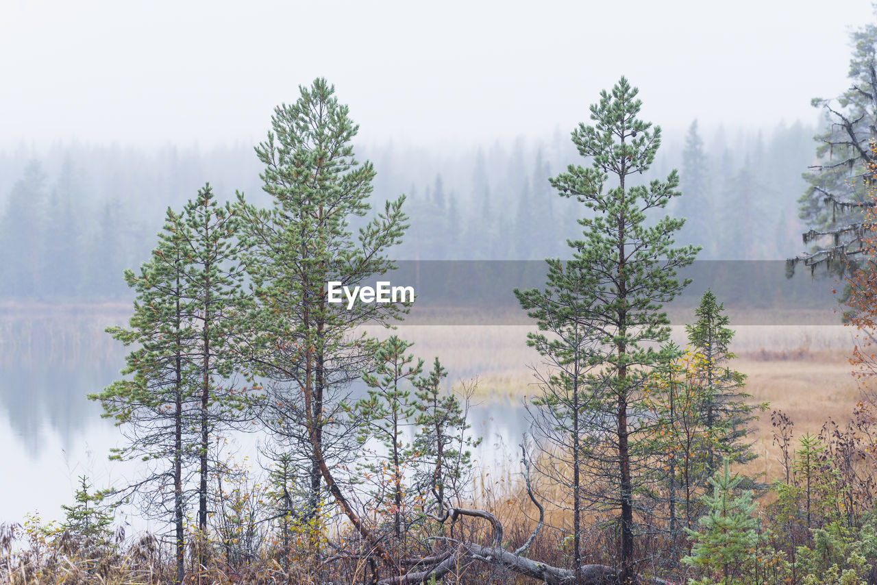 Pine trees beside woodland lake