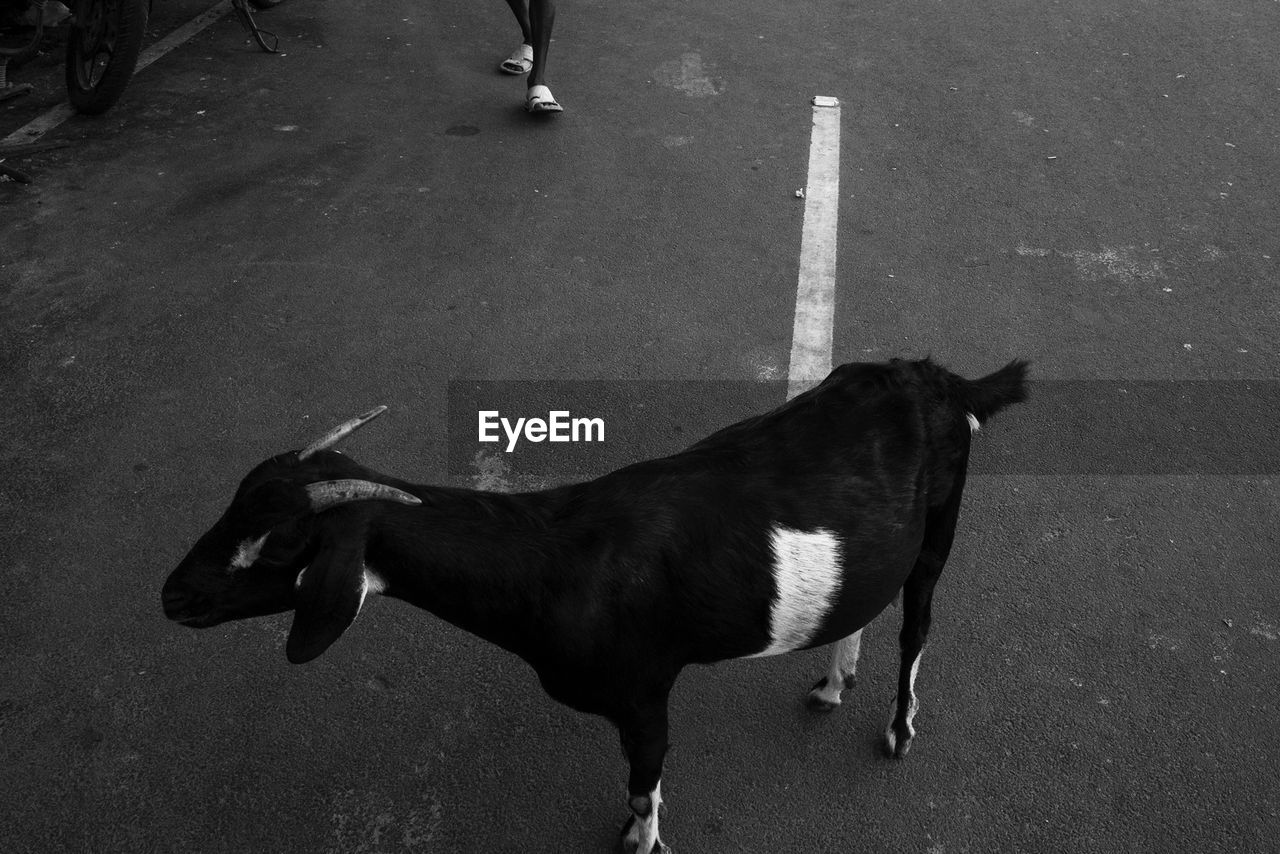 LOW SECTION OF DOG WALKING ON ROAD