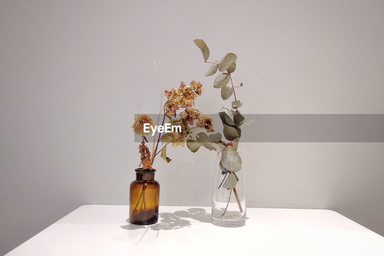 PLANT IN VASE ON TABLE AGAINST WALL