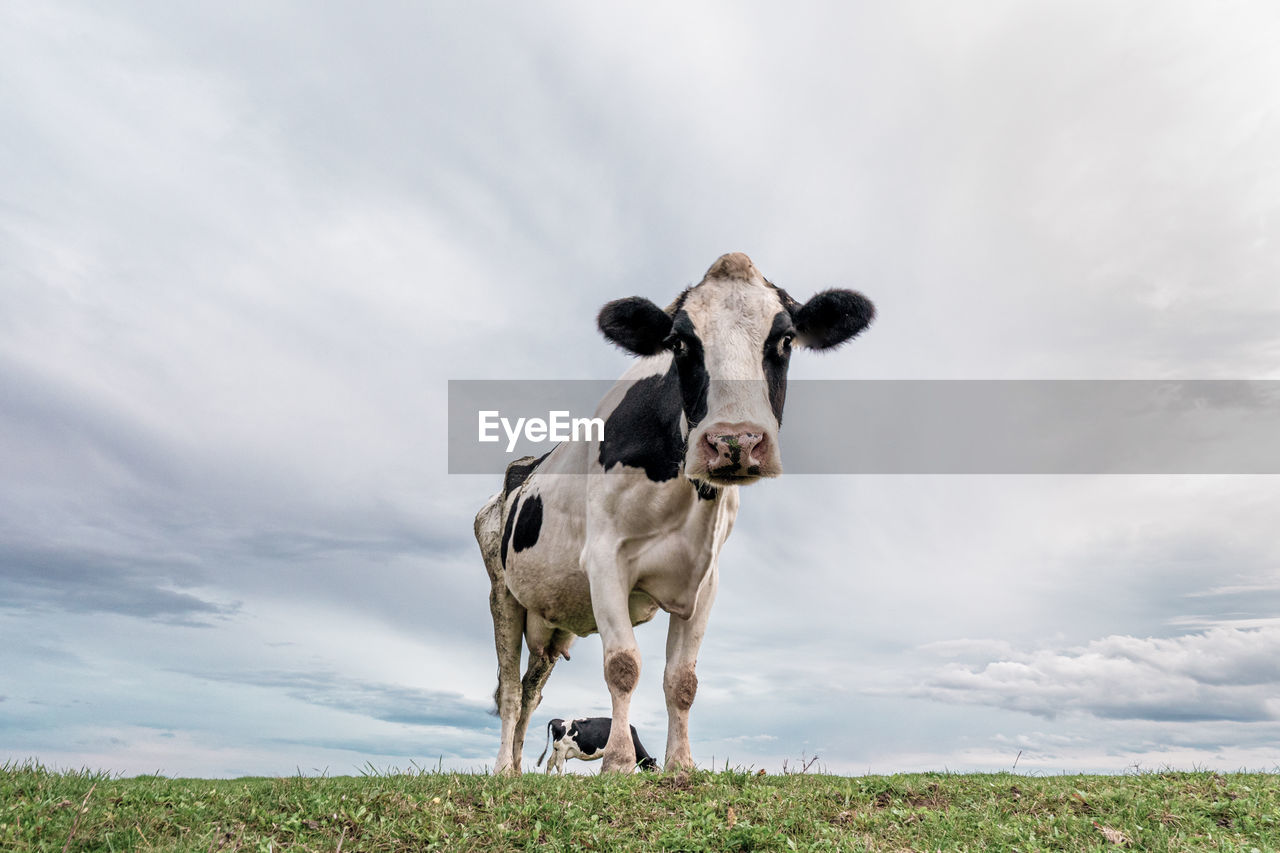 Cow standing in land
