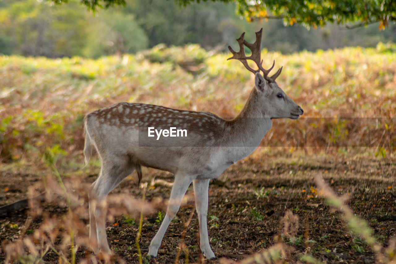 Young male