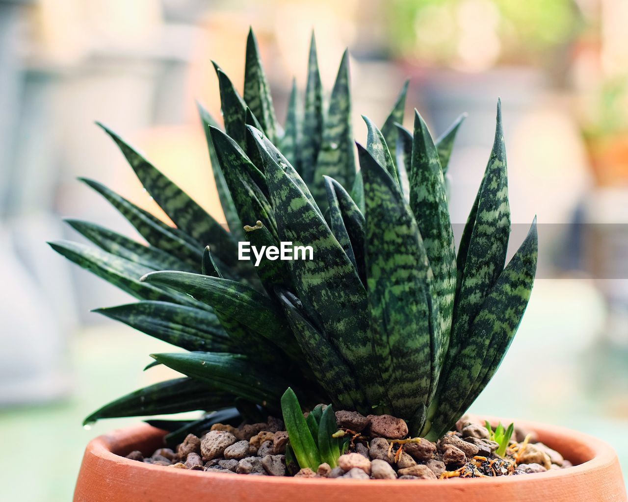 Sansevieria Succulents Aloe Vera Plant Alternative On Eyeem