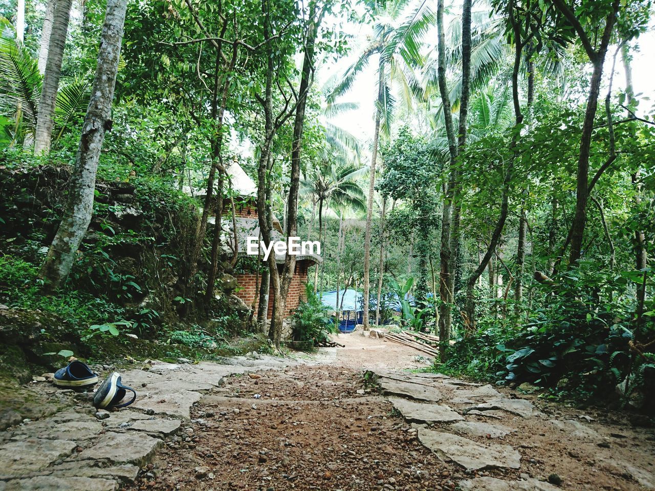 VIEW OF BAMBOO TREES