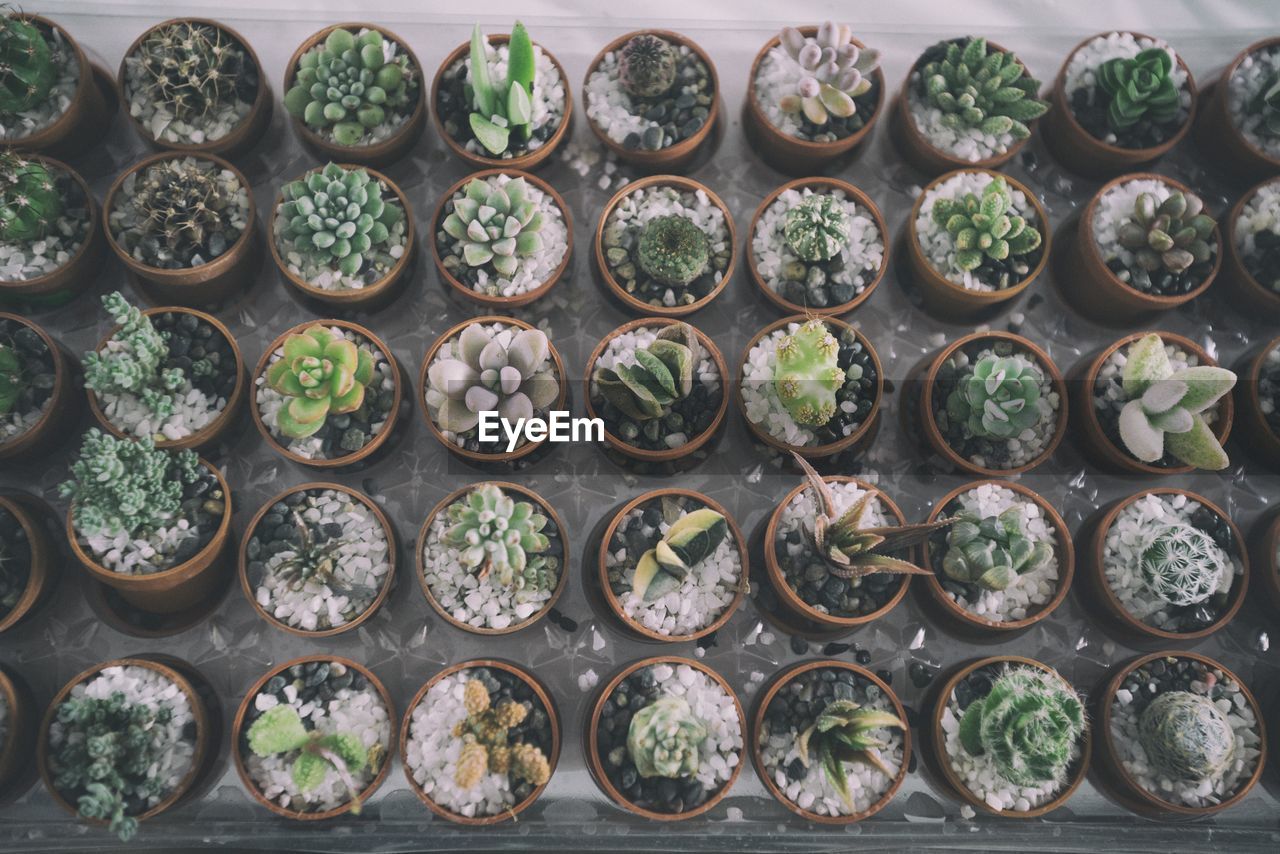 High angle view of potted plants