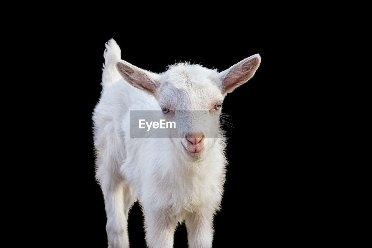 animal, animal themes, mammal, one animal, domestic animals, black background, livestock, pet, portrait, looking at camera, studio shot, no people, cut out, animal body part, white, standing, young animal, indoors, pasture, mountain goat, nature