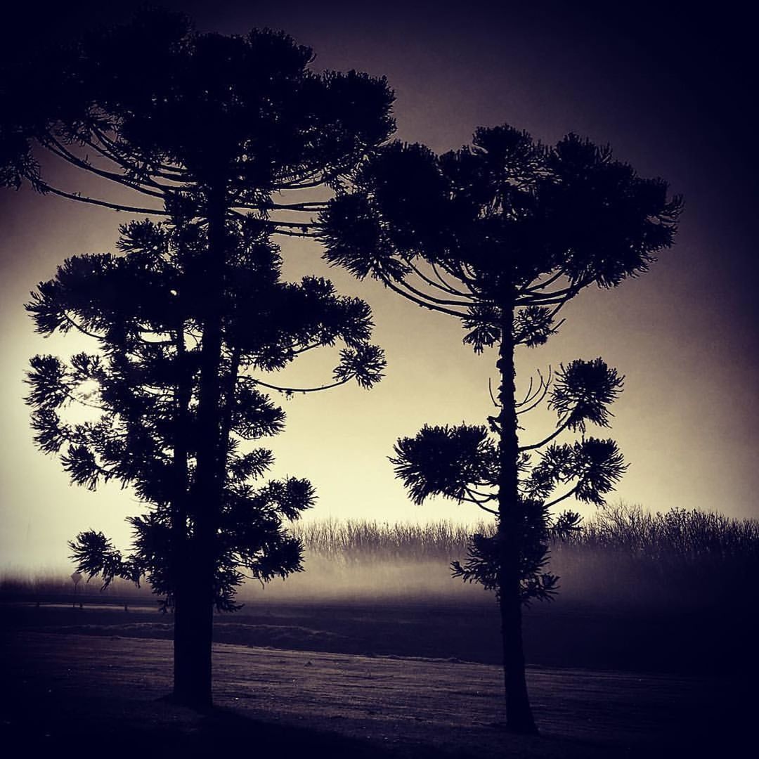 SILHOUETTE OF TREES ON LANDSCAPE