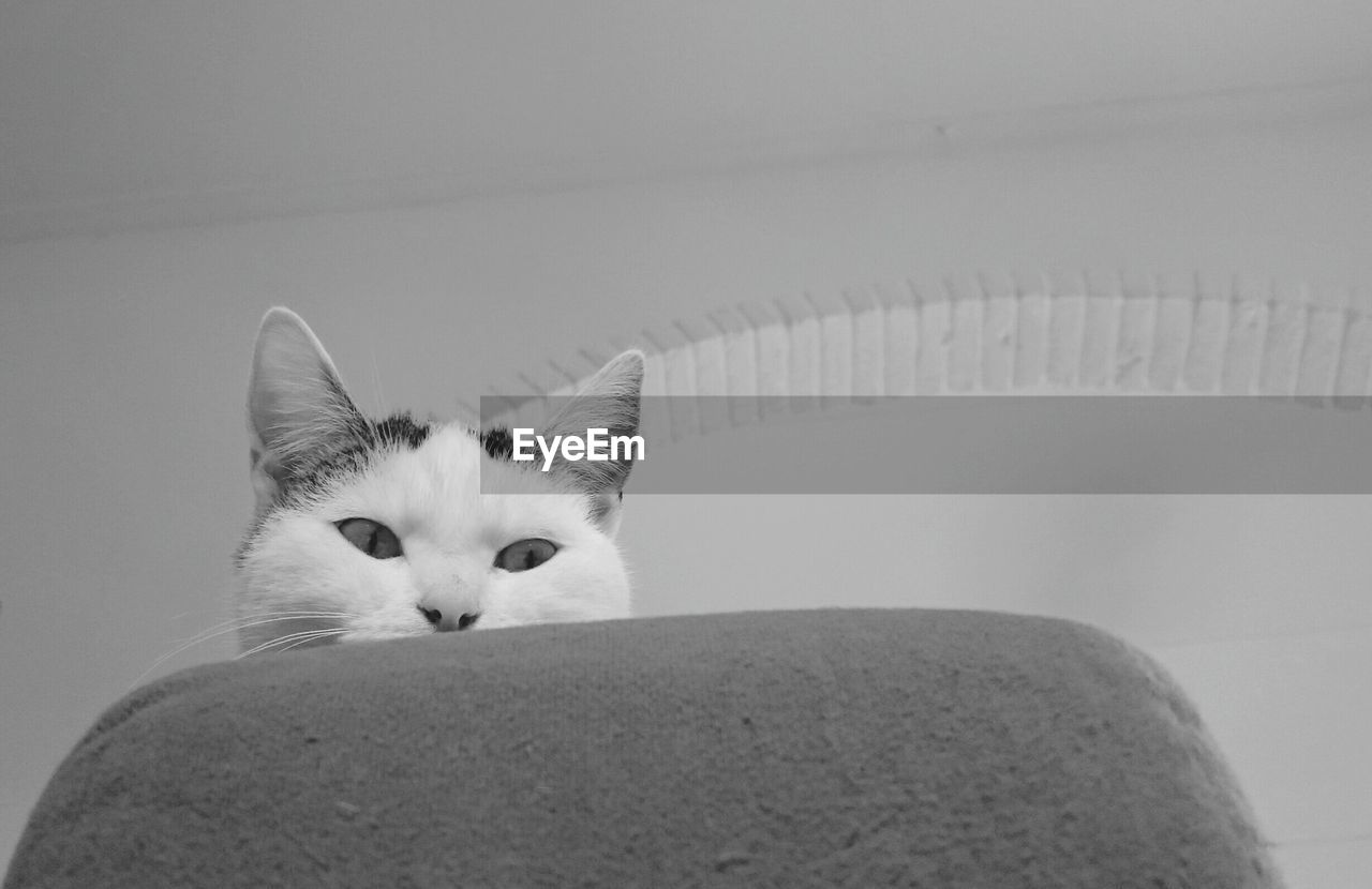 Low Angle View Of Cat On Sofa Against Ceiling At On Eyeem