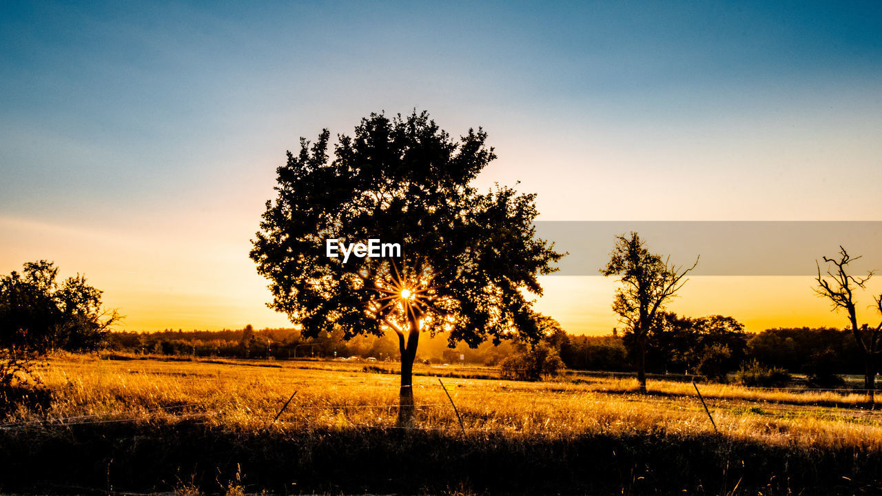 Silhouette trees on field against sky during sunset