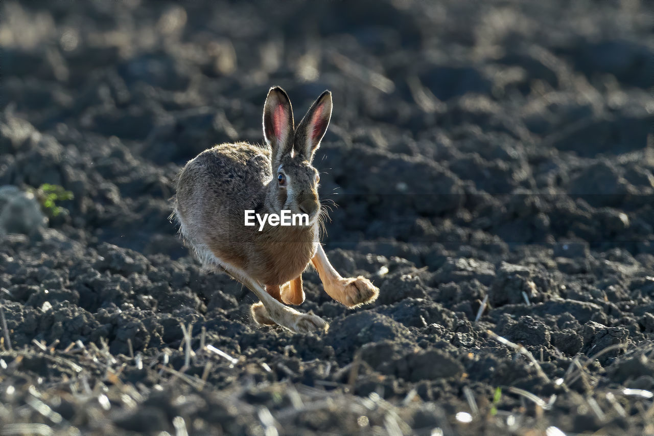 Close-up of hare running on land