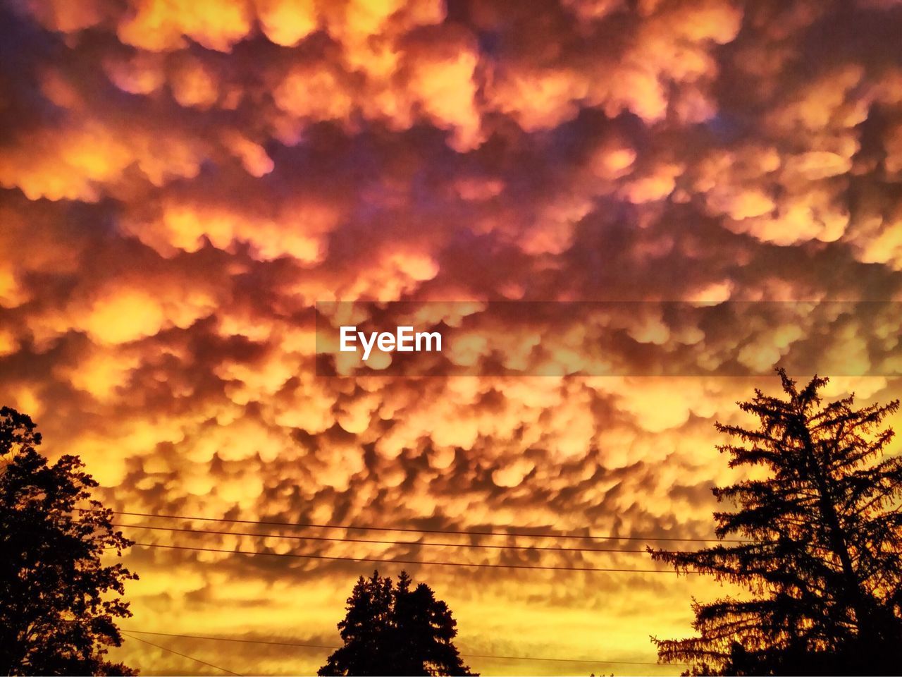 LOW ANGLE VIEW OF TREES AGAINST CLOUDY SKY