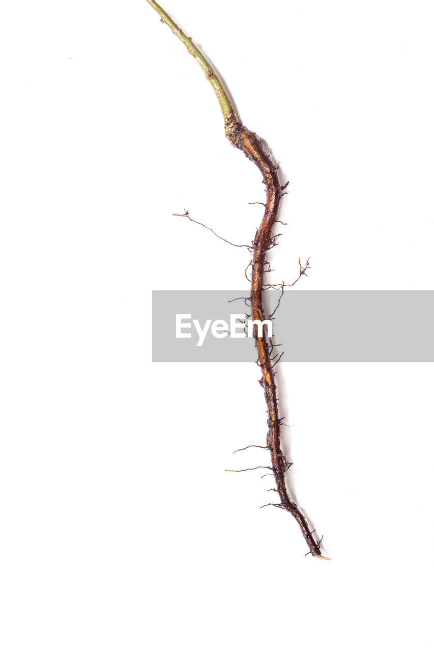 branch, twig, white background, studio shot, no people, animal, cut out, animal themes, indoors, insect, copy space, nature, plant, one animal, close-up