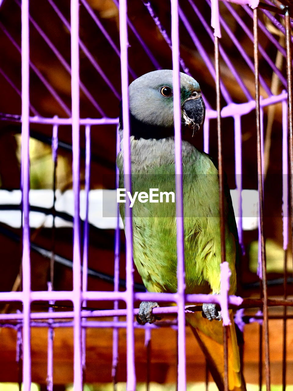 CLOSE-UP OF BIRD PERCHING ON CAGE