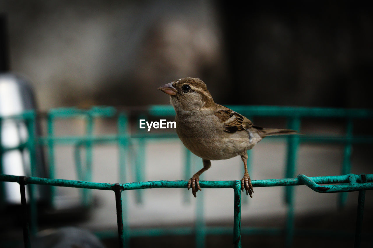 Close-up of bird perching on metal fence