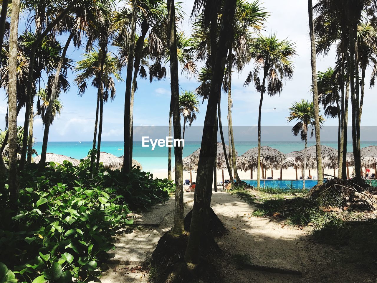 SCENIC VIEW OF PALM TREES ON BEACH