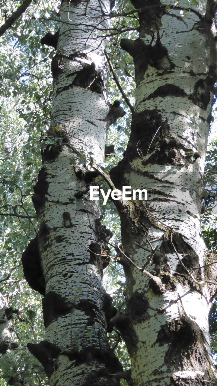 CLOSE-UP OF TREE IN FOREST