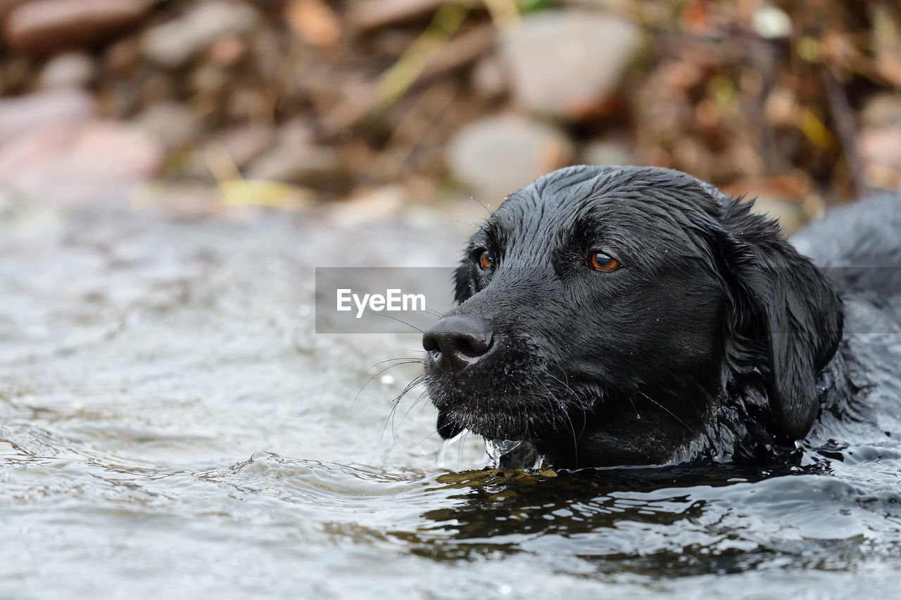 Close-up of black dog in water