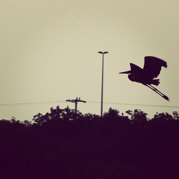 SILHOUETTE BIRD FLYING AGAINST SKY