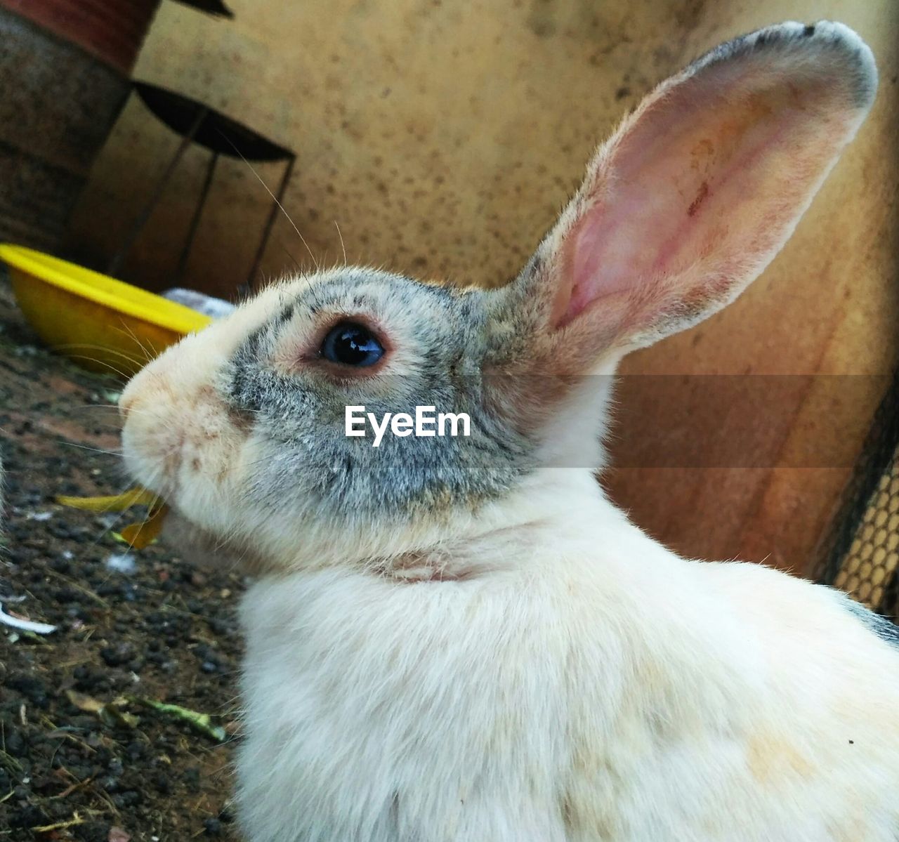 CLOSE-UP OF RABBIT IN PEN