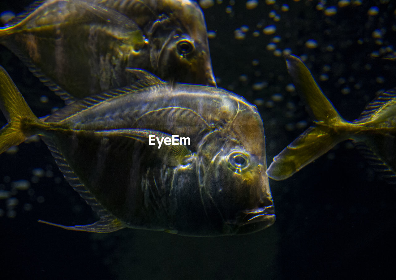 Close-up of fish swimming in sea