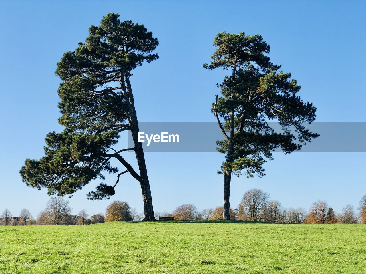 Tree on field against clear sky