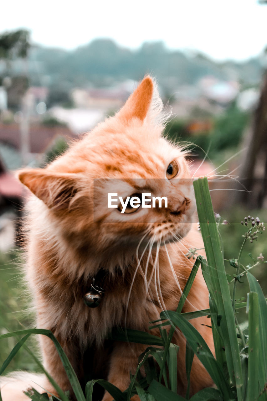 Close-up of a cat
