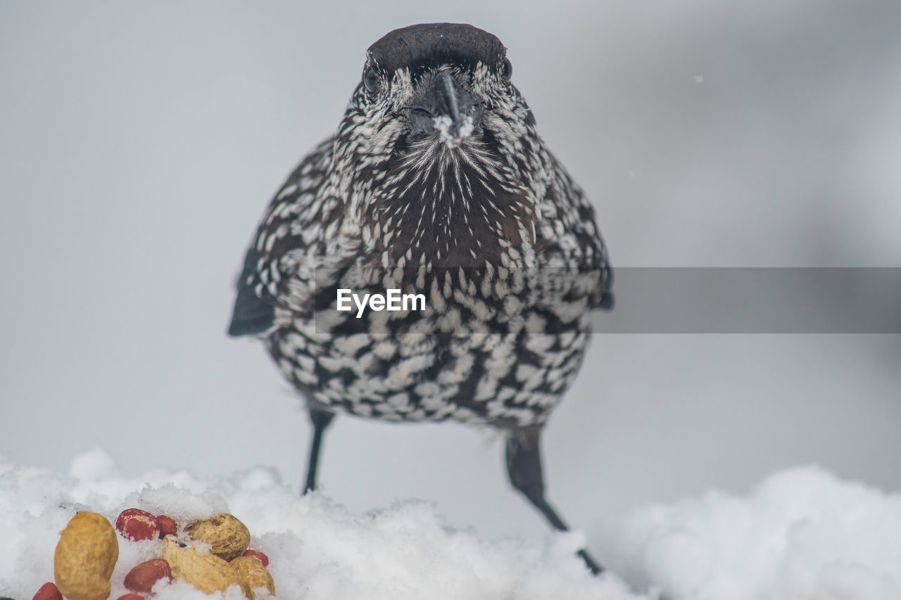 CLOSE-UP OF BIRD PERCHING ON SNOW COVERED ROCK