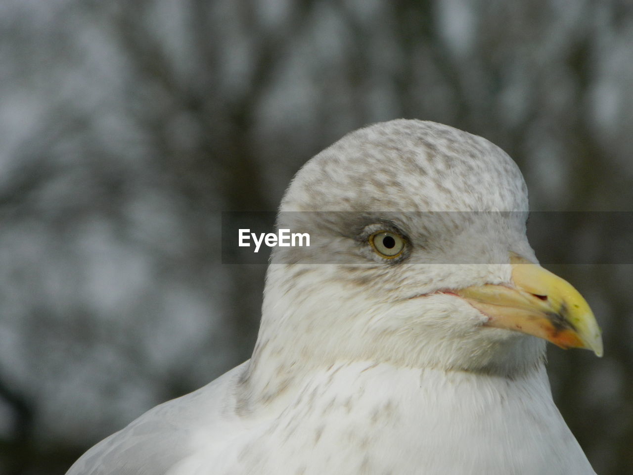 Close-up of seagull