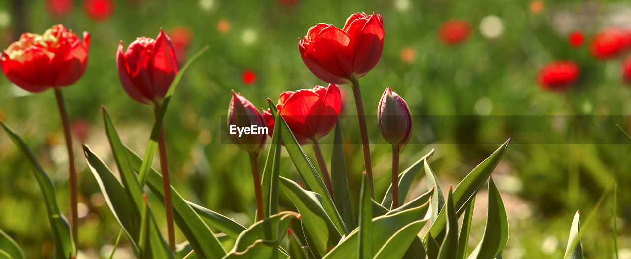 CLOSE-UP OF RED TULIPS IN FIELD