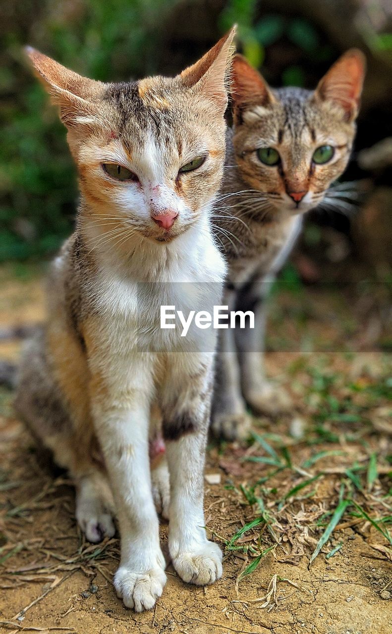 CLOSE-UP OF A CAT
